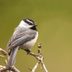 The Chickadee Birds: All About Chickadees