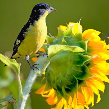 Lesser Goldfinch On Sunflower