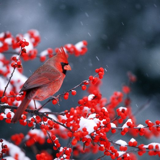 Shutterstock 1283938054 plants with red berries