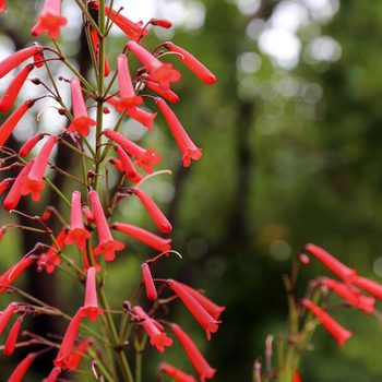 Shutterstock 1446642935 cape fuschia tubular shaped hummingbird flowers