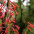 Top 10 Tubular Flowers for Hummingbirds