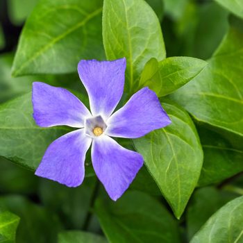 Vinca,major,,blue,violet,blossom,,close,up.,bigleaf,or,blue invasive plant definition