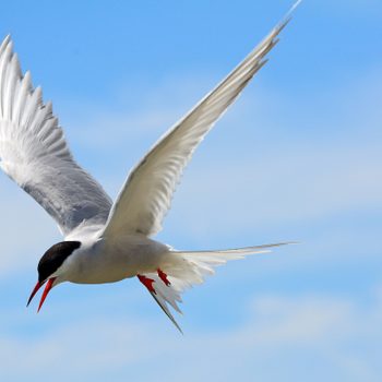 arctic birds tern