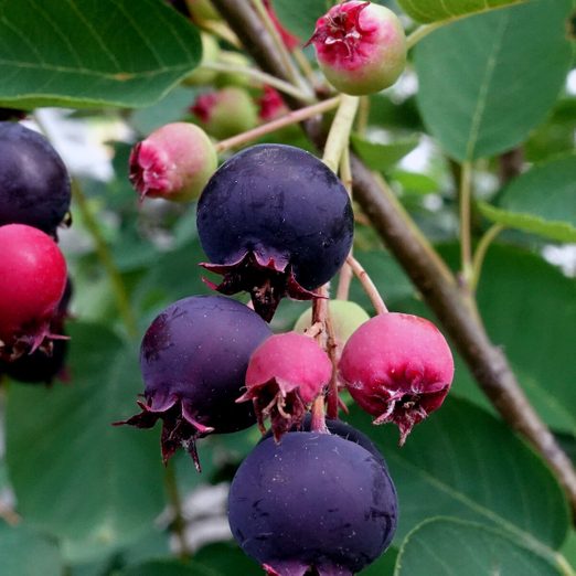 Saskatoon serviceberry tree