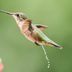 Do Birds Pee? The Science of Bird Poop