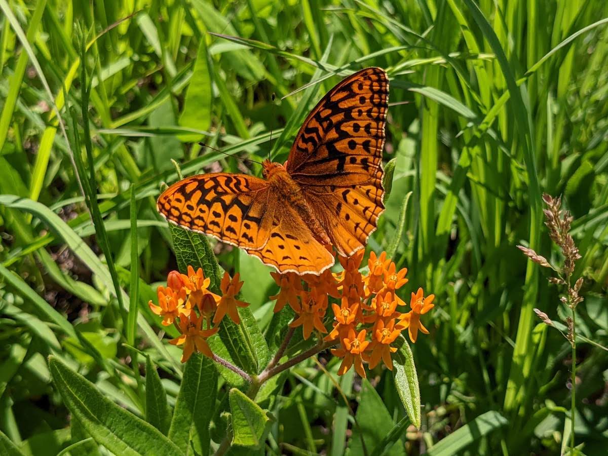 Plant a Prairie Garden in Your Backyard