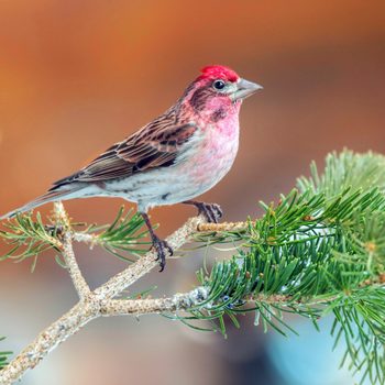 Cassin's Finch
Carpodacus Cassinii
Walden, Colorado, United States
30 April 2019       Adult Male        Fringillidae