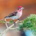 How to Identify a Cassin's Finch