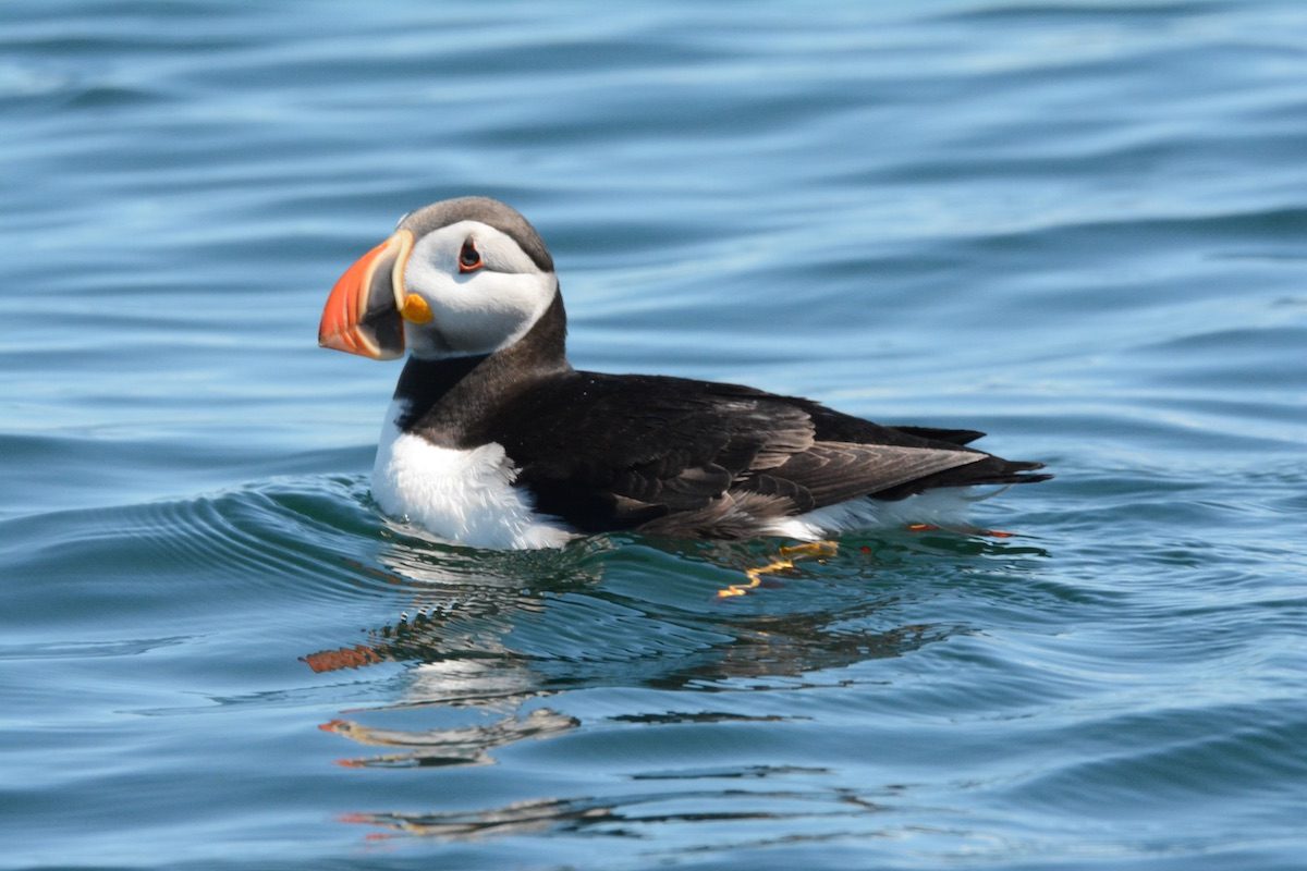 7 Fascinating Facts About Puffins