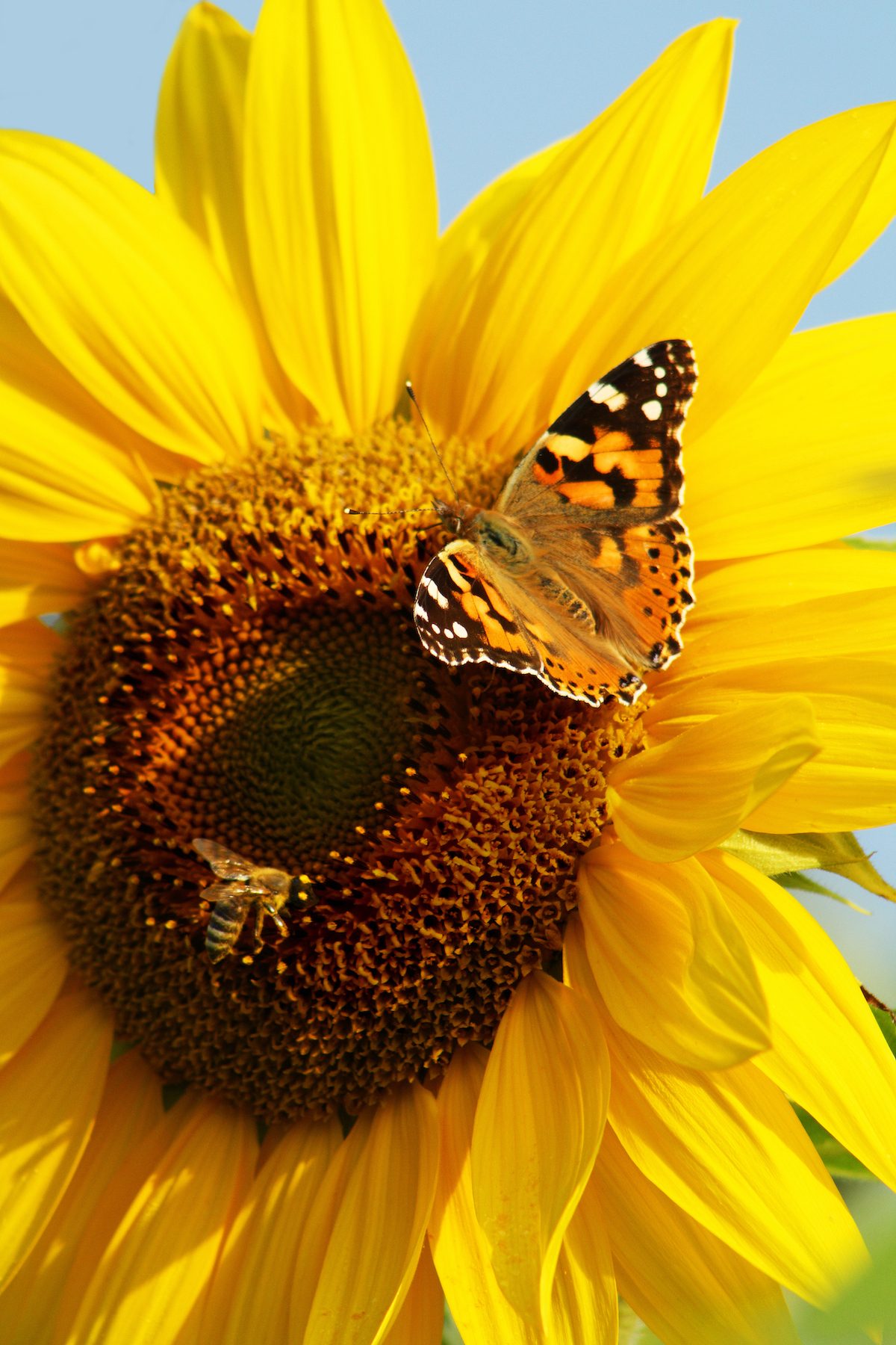 9 Fascinating Facts About Sunflowers