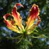 Gloriosa Lily Care and Growing Tips