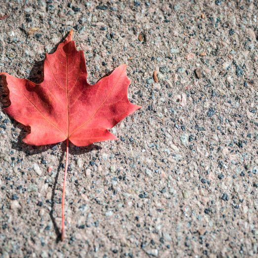 Single red maple leaf on the sidewalk