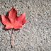 7 Fascinating Maple Tree Facts You Should Know