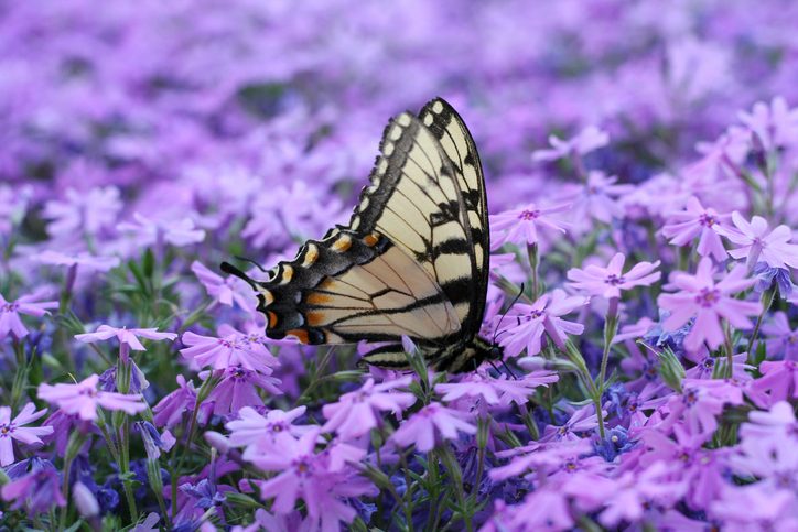 12 Ground Cover Ideas for Your Backyard