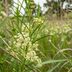 How to Grow Whorled Milkweed for Monarch Butterflies