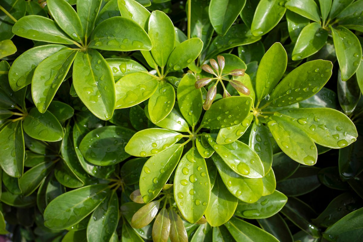 Umbrella Plant (Schefflera) Care and Growing Tips