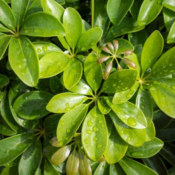 Dwarf Umbrella Tree (schefflera Arboricola) Green Leaves With Water Splash