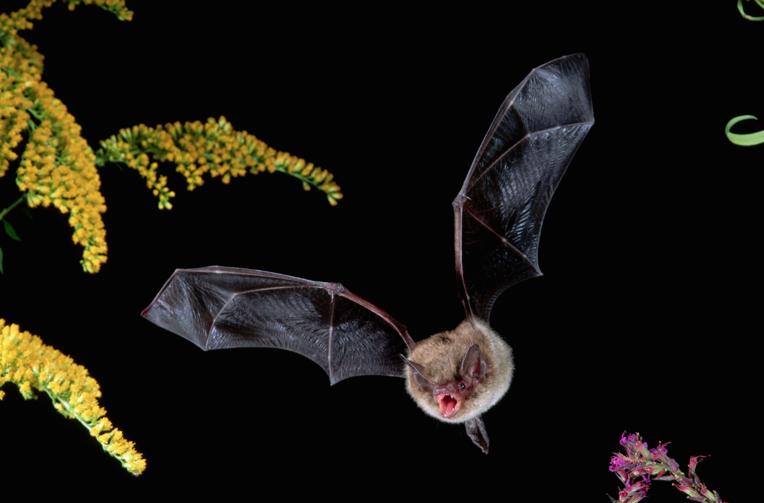 7 Fascinating Facts and Benefits of Bats