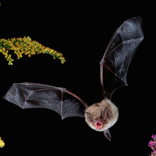 Little Brown Bat in Flight, benefits of bats