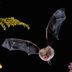 7 Fascinating Facts and Benefits of Bats