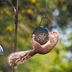 The Best Squirrel-Proof Bird Feeders and 12 Tips That Work