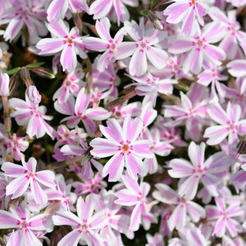 Creeping,phlox,candy stripe, ,latin,name, ,phlox,subulata