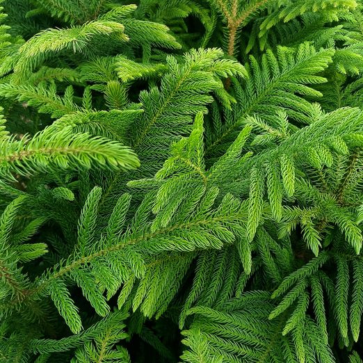 Araucaria,heterophylla,is,a,species,of,conifer, indoor trees