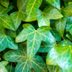 Boston Ivy vs English Ivy: What's the Difference?