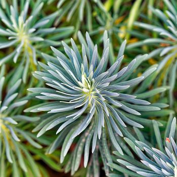 evergreen perennials euphorbia,characias,l.,plant,at,botanical