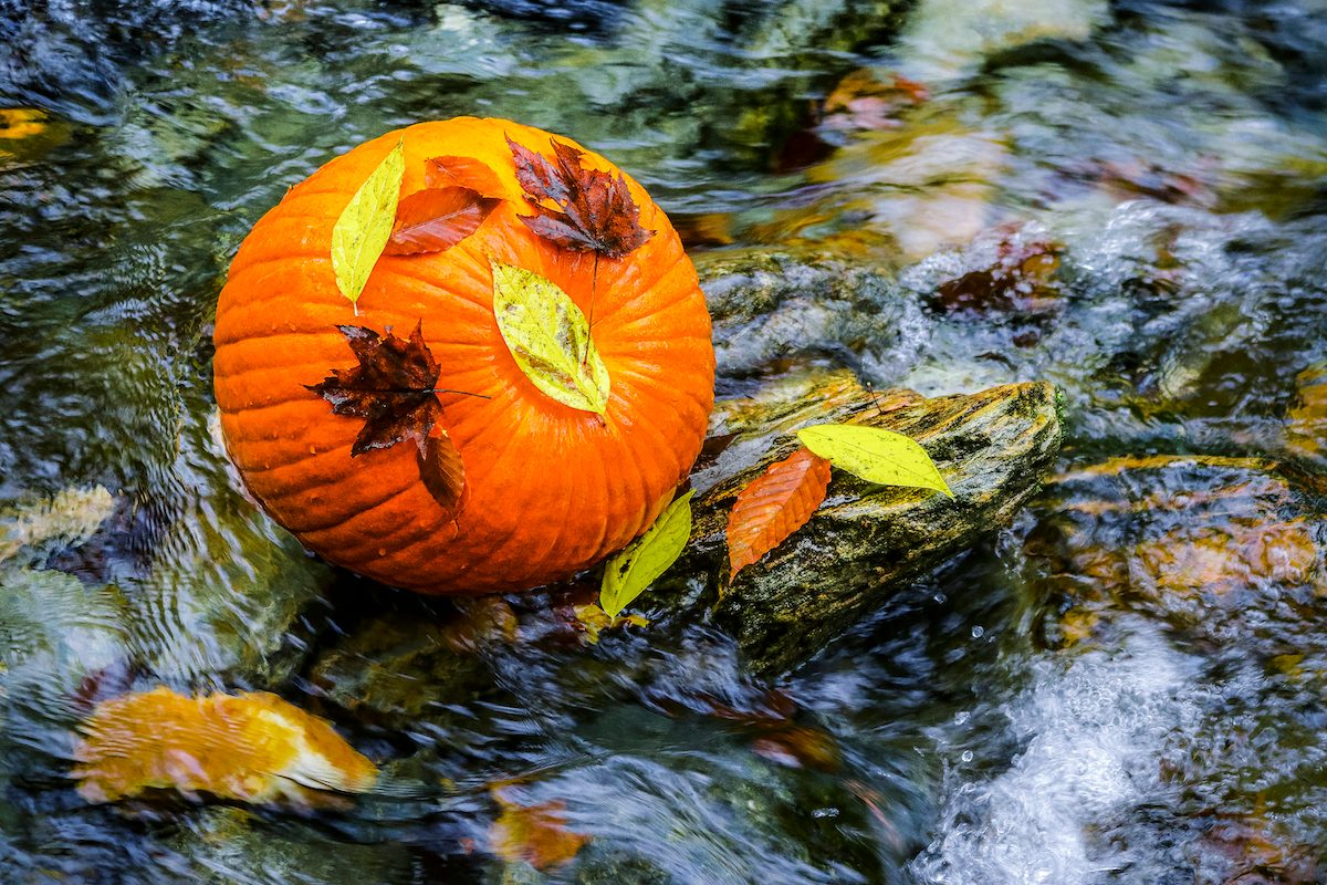 Never Throw Away Your Jack-o’-Lantern—This Is Why