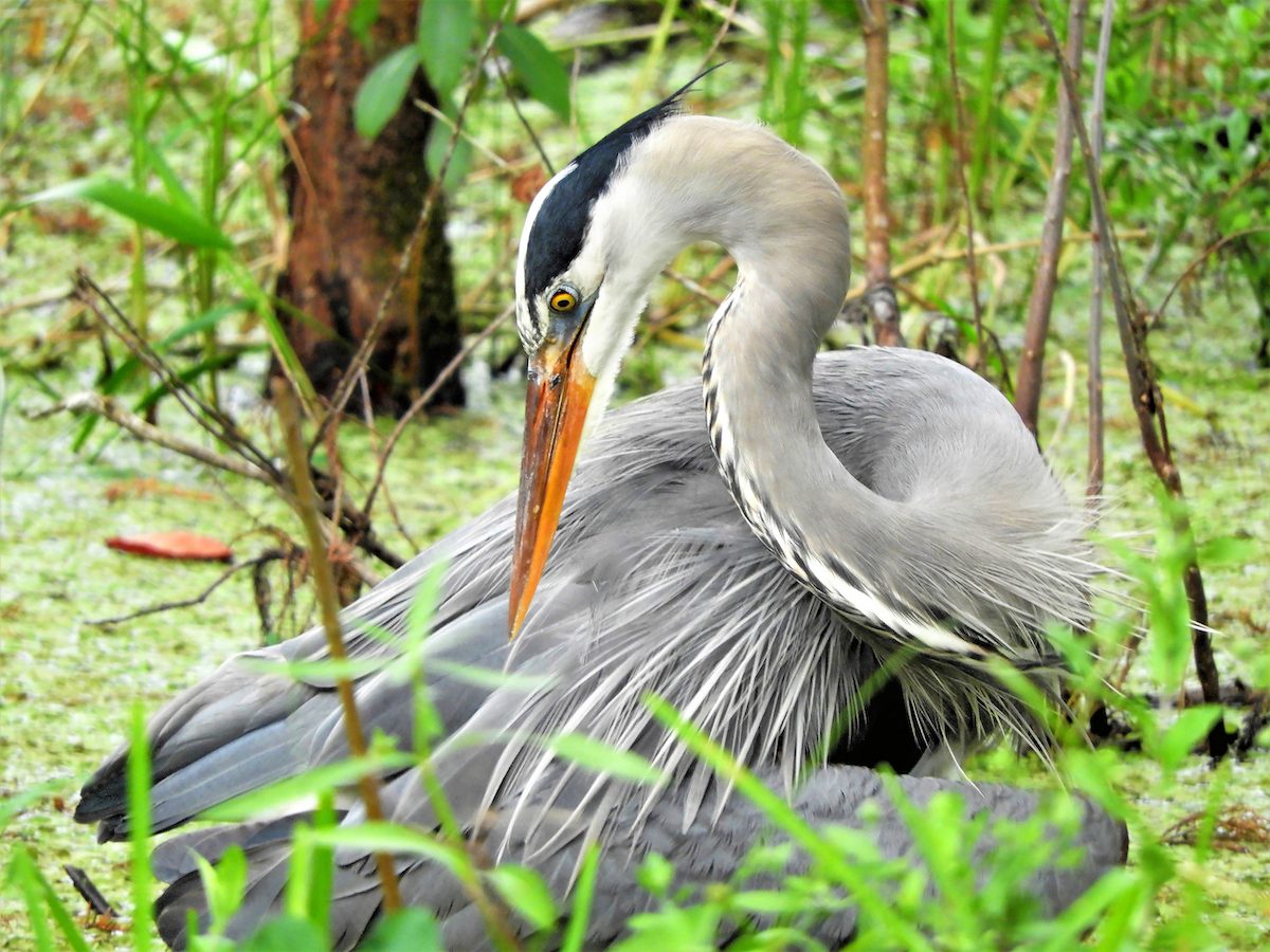 7 Fascinating Great Blue Heron Facts