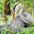 7 Fascinating Great Blue Heron Facts