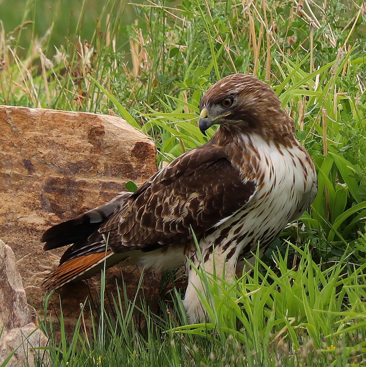 How to Identify a Red-Tailed Hawk