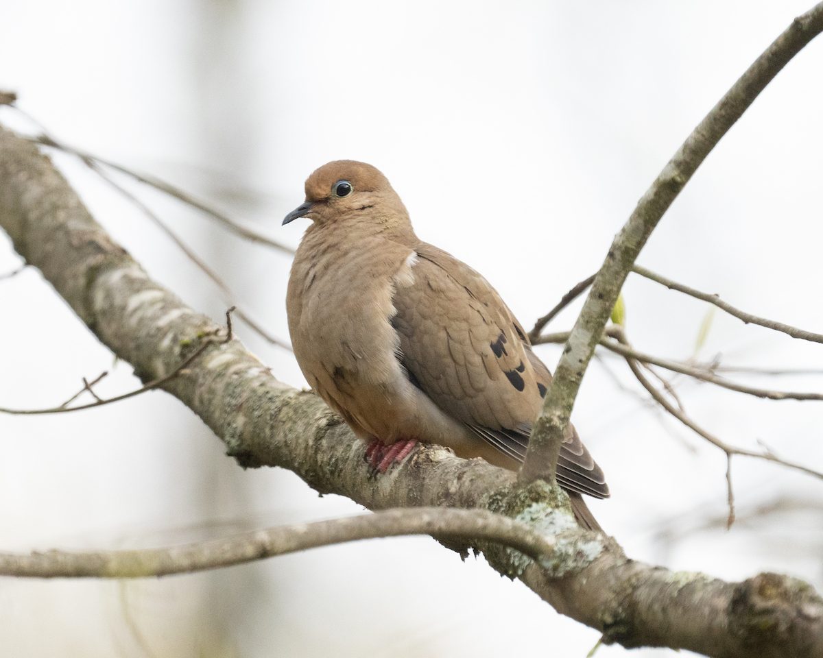 13 Fascinating Mourning Dove Facts