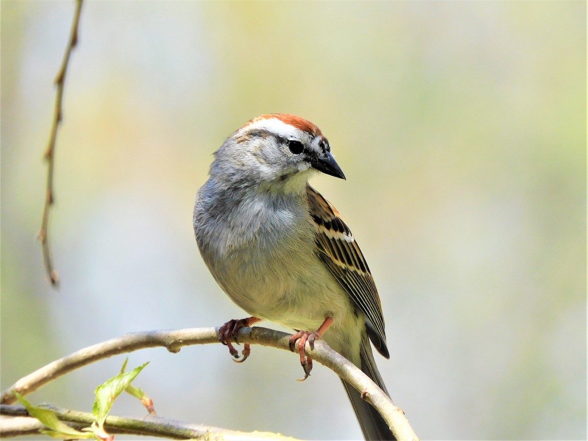 The Most Common Birds Found in North America