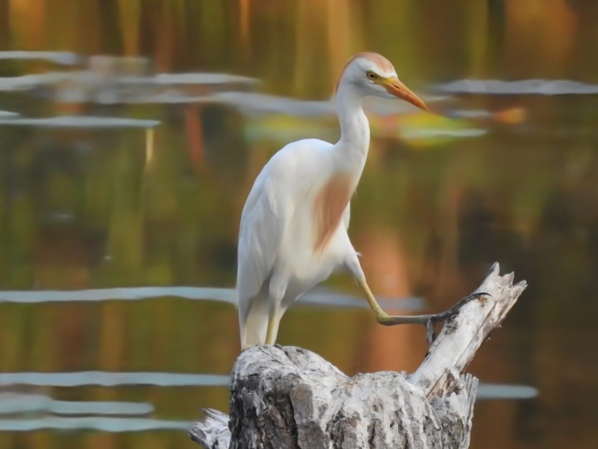 How to Identify a Western Cattle Egret