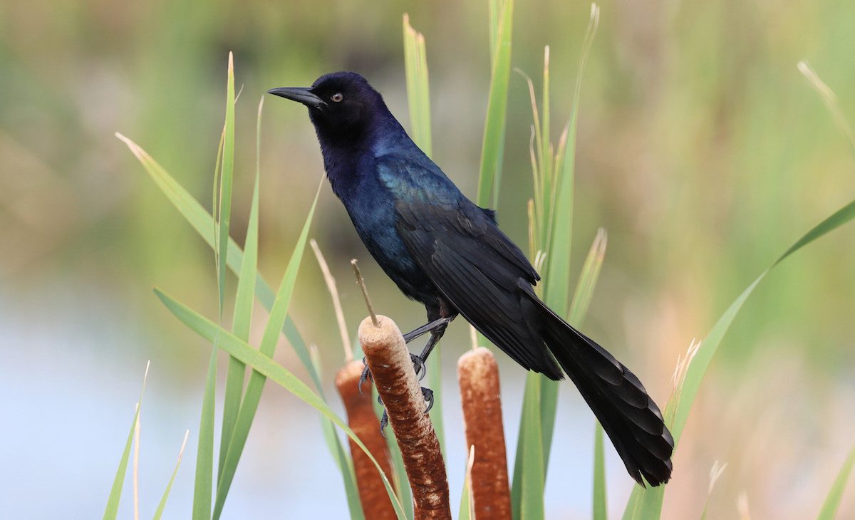 Bullies or Beauties? All About Grackle Birds