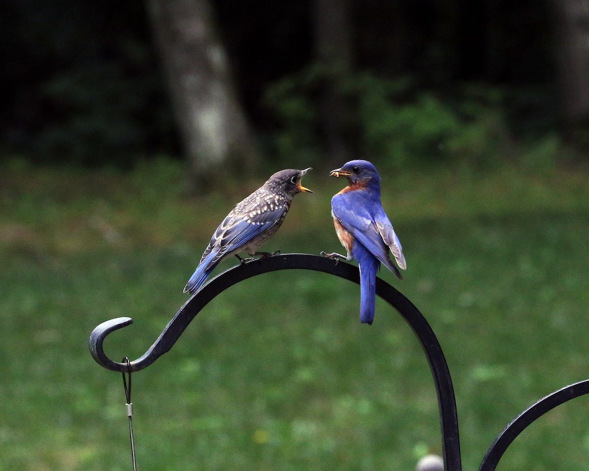 Mealworms for Bluebirds: When and How to Feed Them Safely