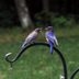 Mealworms for Bluebirds: When and How to Feed Them Safely