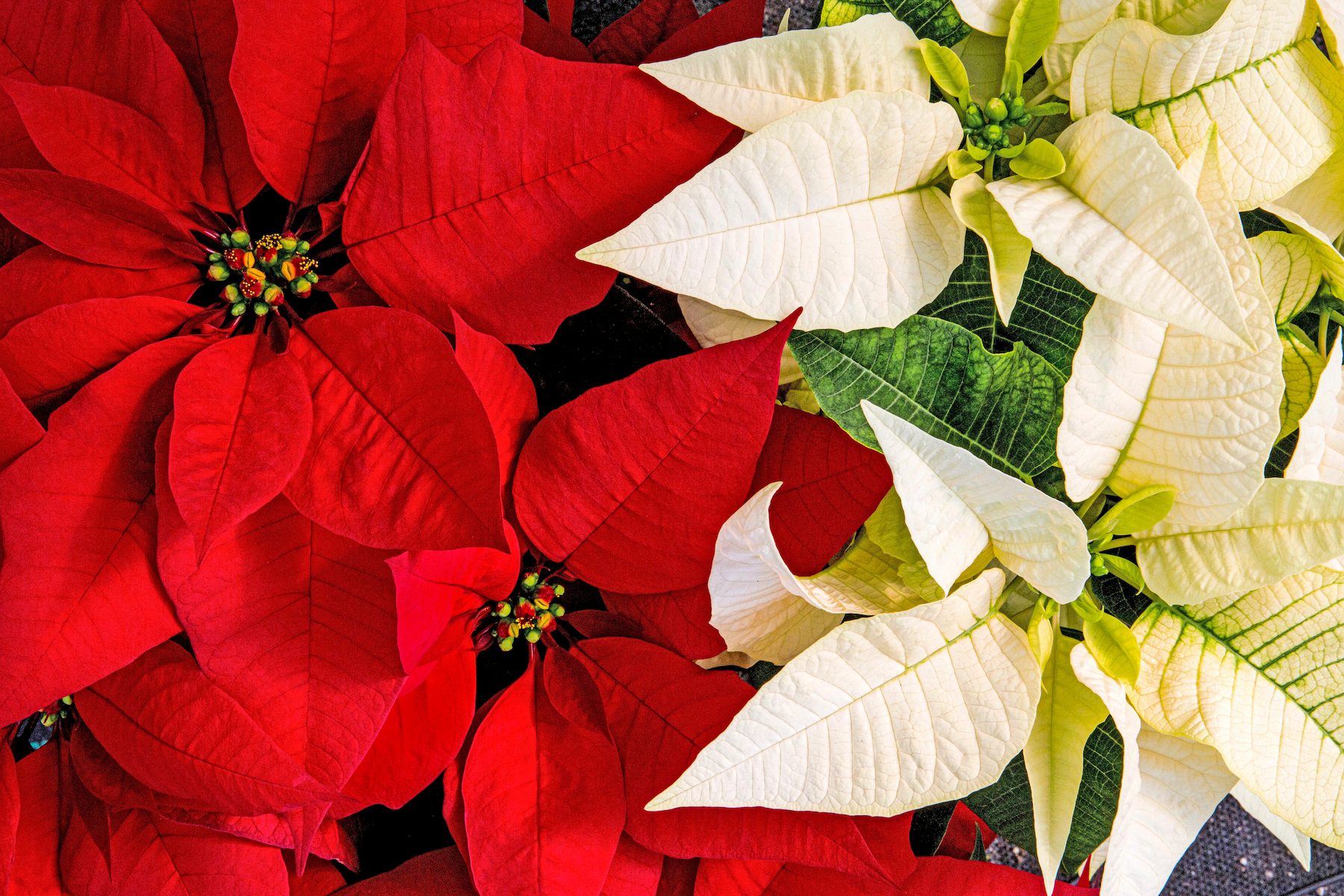 11 Fascinating Poinsettia Facts You Should Know