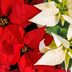 11 Fascinating Poinsettia Facts You Should Know