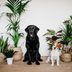 Off Limits! 11 Plants That Are Toxic to Dogs