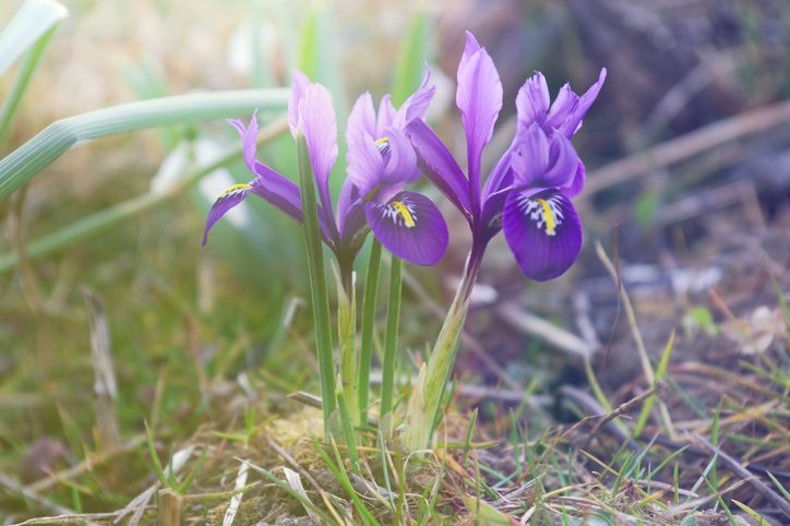 Dwarf Beardless Iris Flower Growing Guide