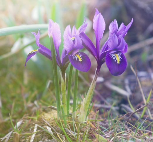 Dwarf mauve Dutch Iris flowers in the rays of the early spring sun. Dwarf Dutch Iris blooming in a sunny position.