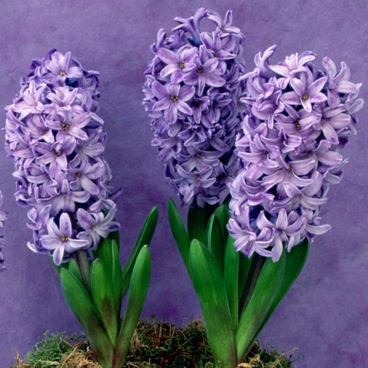 Indoor Hyacinth flowers