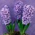 Planting and Growing Hyacinth Flower Bulbs