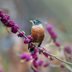 All About the American Robin