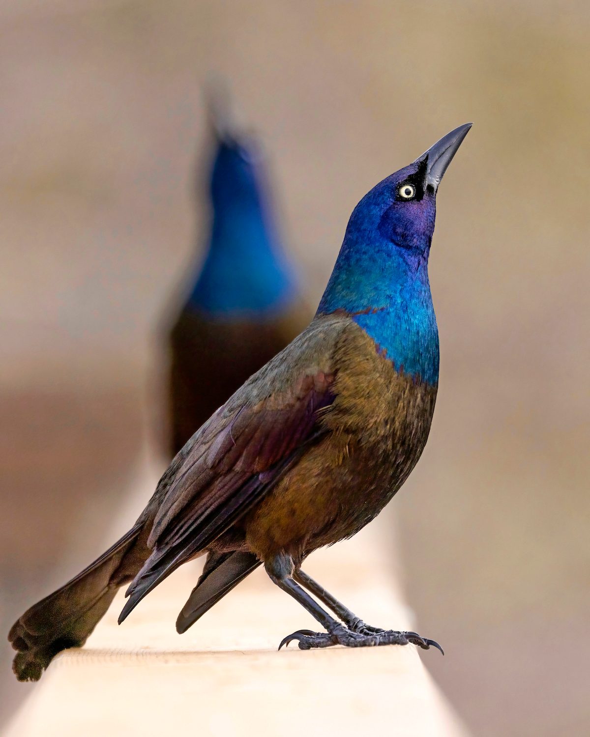 How to Get Rid of Blackbirds and Grackles at Feeders