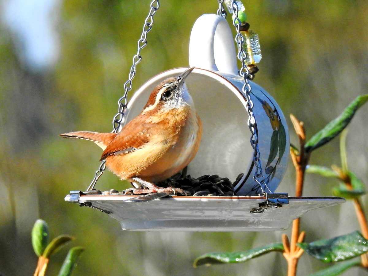 Identify and Attract a Carolina Wren