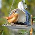 Identify and Attract a Carolina Wren